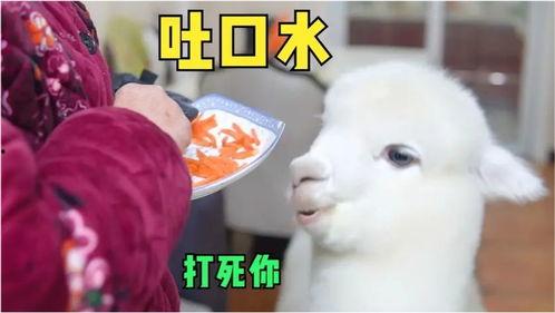 娱乐吃瓜酱外婆养大的羊羊长啥样,娱乐吃瓜酱的温馨回忆